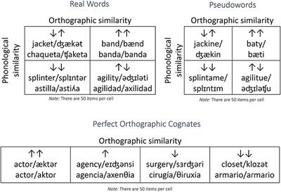 Speaker <mark class="highlighted">Accent</mark> Modulates the Effects of Orthographic and Phonological Similarity on Auditory Processing by Learners of English